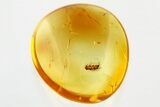 Detailed Fossil Soft Millipede (Polyxenidae) in Baltic Amber #346638-1